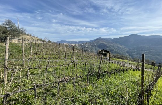 Vendita Terreno Zona tranquilla Perinaldo Liguria